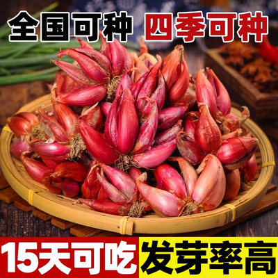 红葱头种子四季小香葱种头火葱头