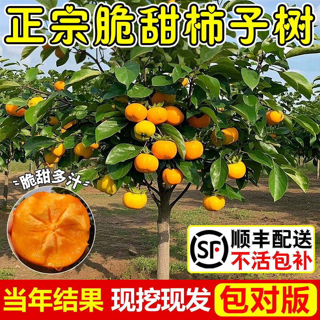 柿子树果苗南北种植耐寒当年结果图片