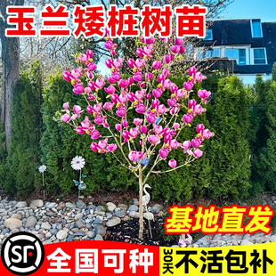 矮化玉兰花树苗带花苞盆栽南北方种植室内外庭院地栽耐寒花卉植物