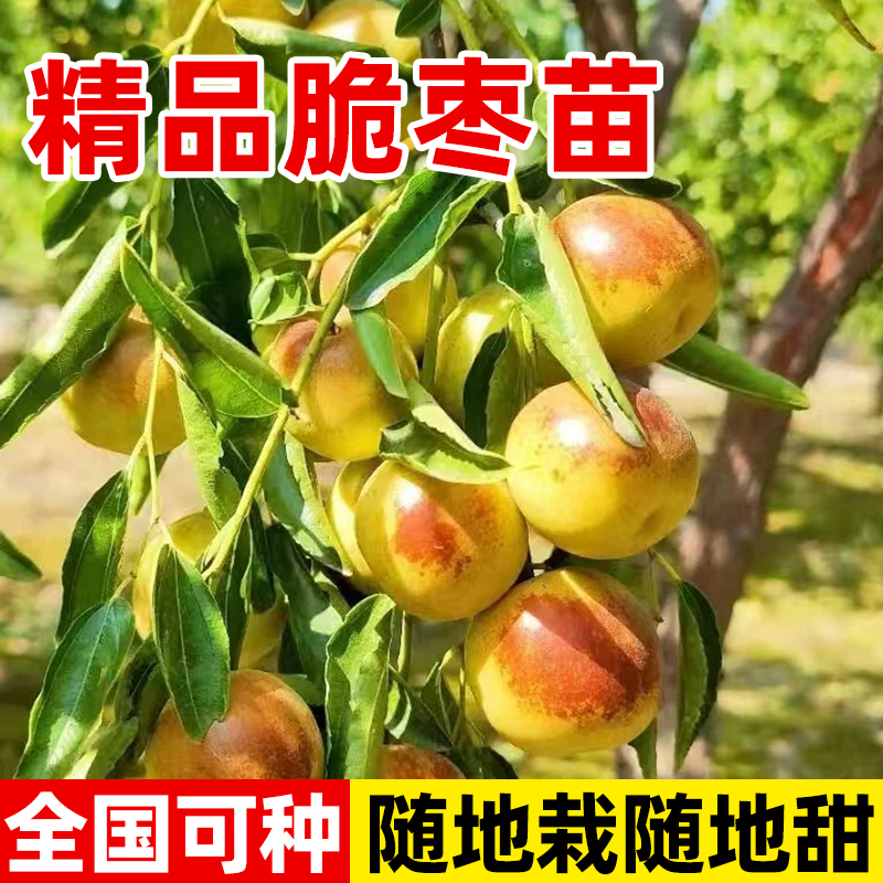枣树活苗特大冬枣嫁接苗庭院盆栽