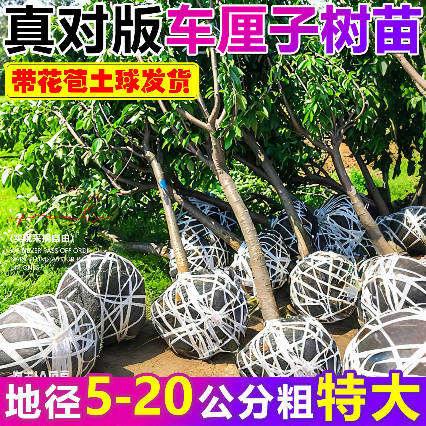 特大车厘子树苗正宗嫁接樱桃树南北方四季种植庭院别墅水果树果苗