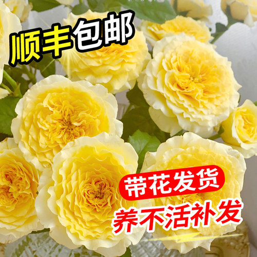 【碧绿丝】蔷薇月季花苗四季开花