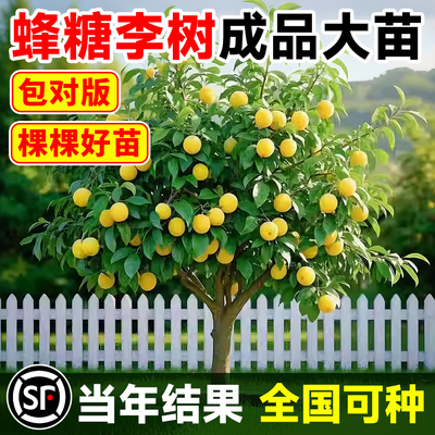 蜂糖李子树苗脱骨新品种当年结果