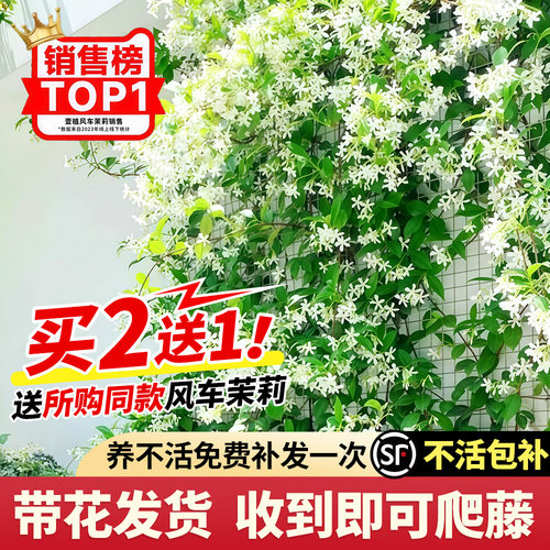 风车茉莉爬藤植物庭院绿植