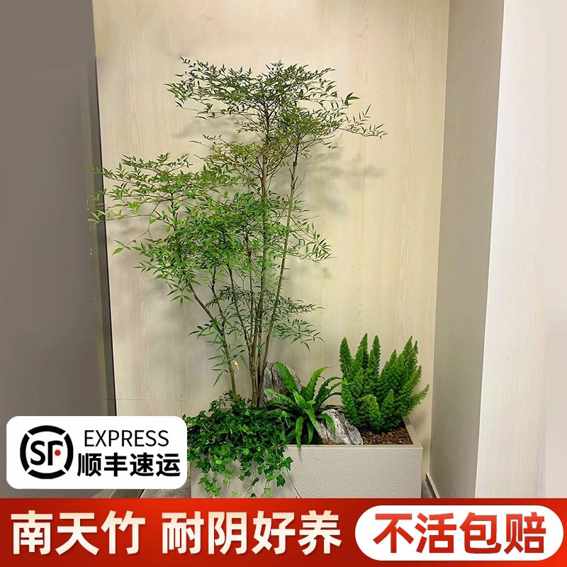 南天竹盆栽土培树苗真树水培绿植老桩客厅盆景造型水养带根火焰红 鲜花速递/花卉仿真/绿植园艺 绿植 原图主图