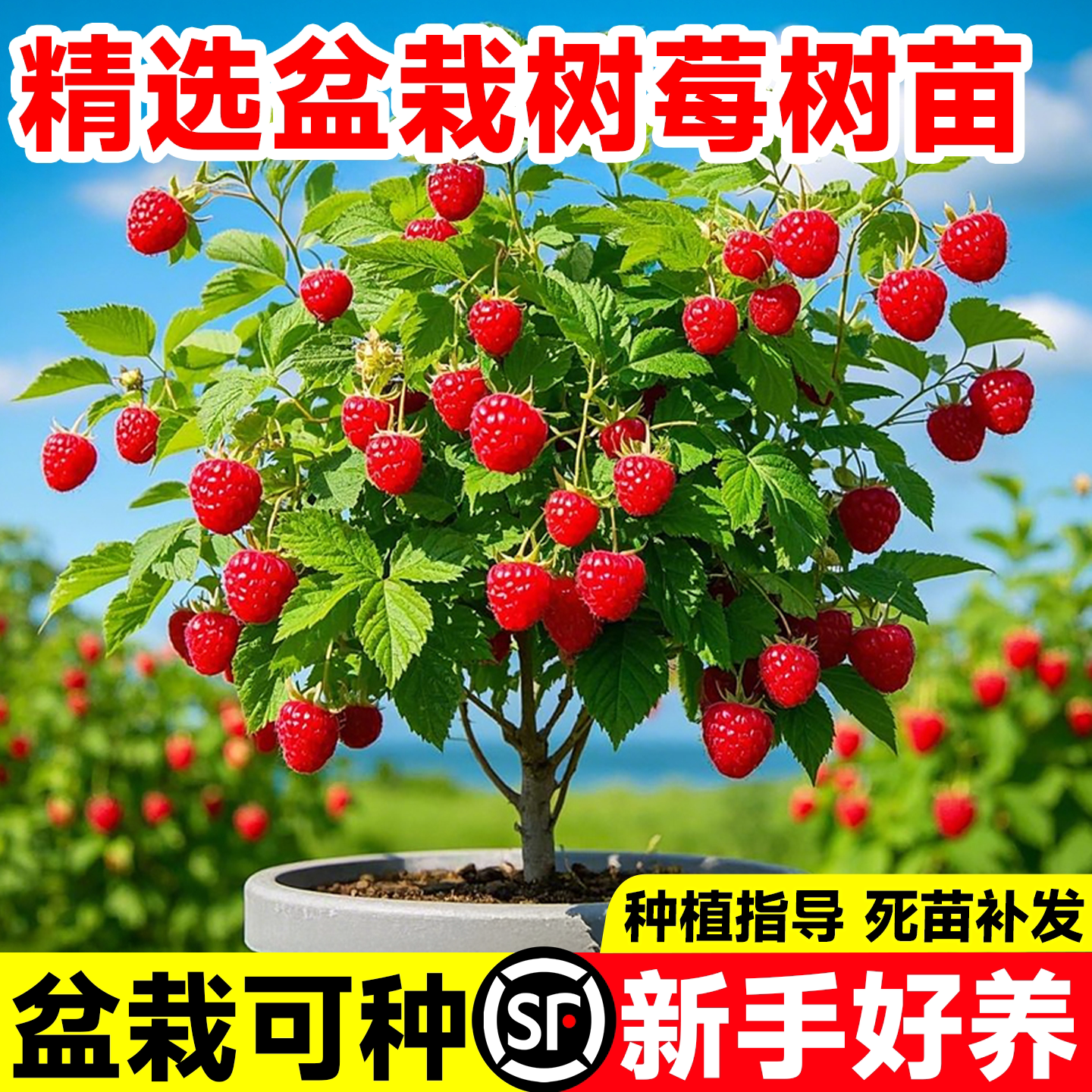 红树莓苗双季南北方种植当年结果图片