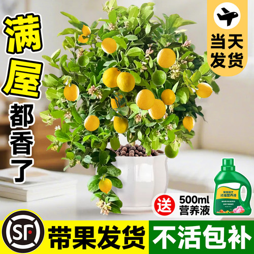香水柠檬树盆栽带果客厅可食用