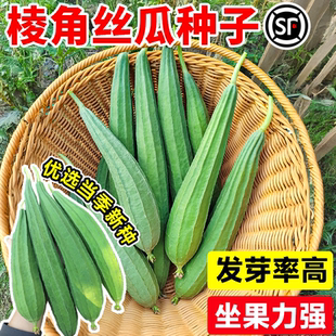 棱角丝瓜种子四季高产本地农家特长香白皮苹果丝瓜新品种籽子大全