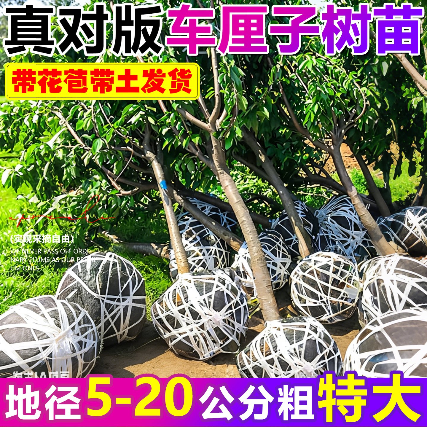 特大车厘子树苗正宗嫁接樱桃树南北方四季种植庭院别墅水果树果苗