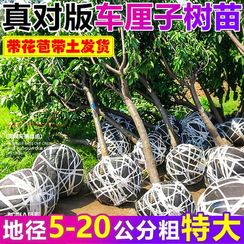 特大车厘子树苗正宗嫁接樱桃树苗