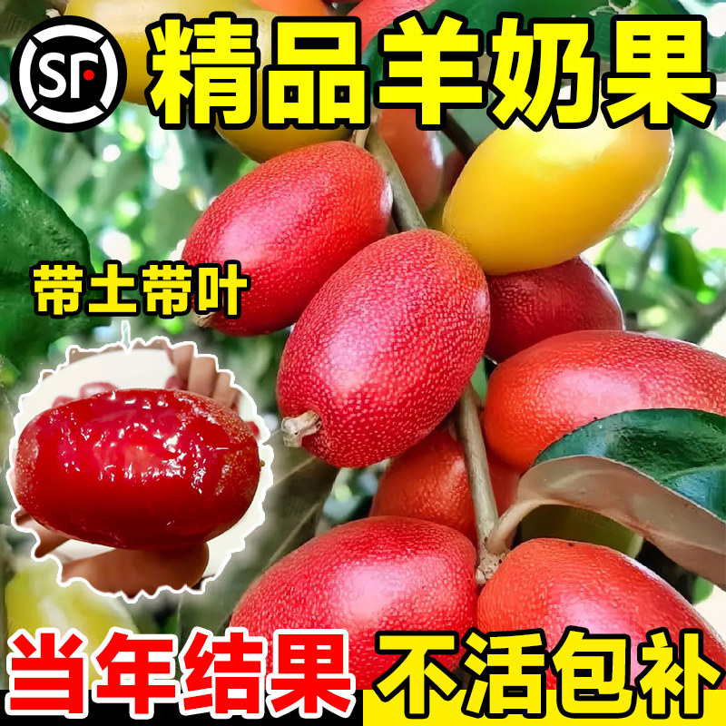 羊奶果苗嫁接盆栽特大甜果树德甜二号杨奶果树胡颓子苗南北方庭院
