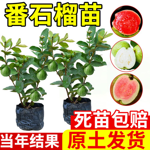 胭脂红草莓四季番石榴树苗盆栽