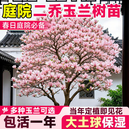 玉兰花树苗带花苞庭院紫玉兰二乔