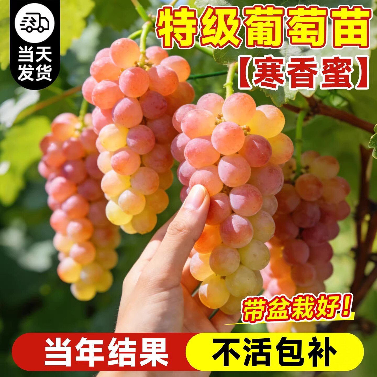 巨峰葡苗阳光玫瑰南北方耐寒种植