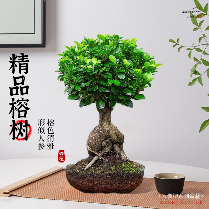 大榕树盆景办公室内提跟人参盆栽老桩桌面造型小榕树植物四季常青
