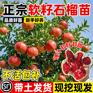 石榴树树苗盆栽地栽庭院特大老桩嫁接南北方四季种植无籽果树果苗
