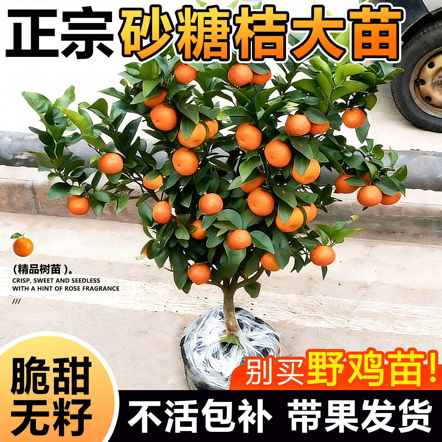 正宗广西无籽沙糖橘子树苗南北方种植家庭庭院砂糖桔果树带土盆栽
