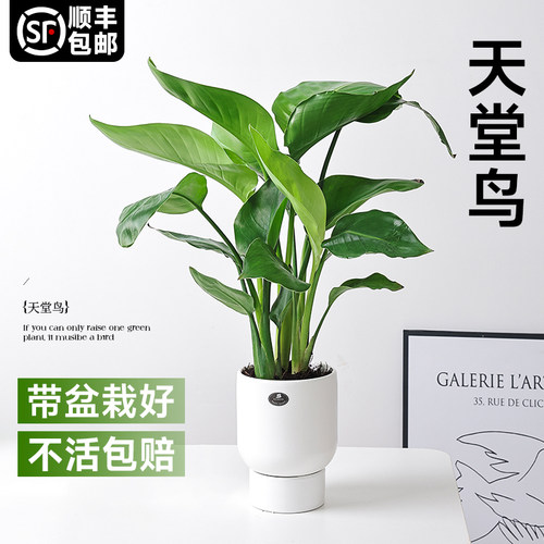 天堂鸟绿植鹤望兰室内办公室盆栽