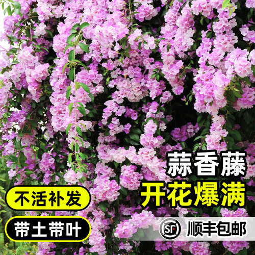 蒜香藤花苗紫玲藤爬藤植物带花苞