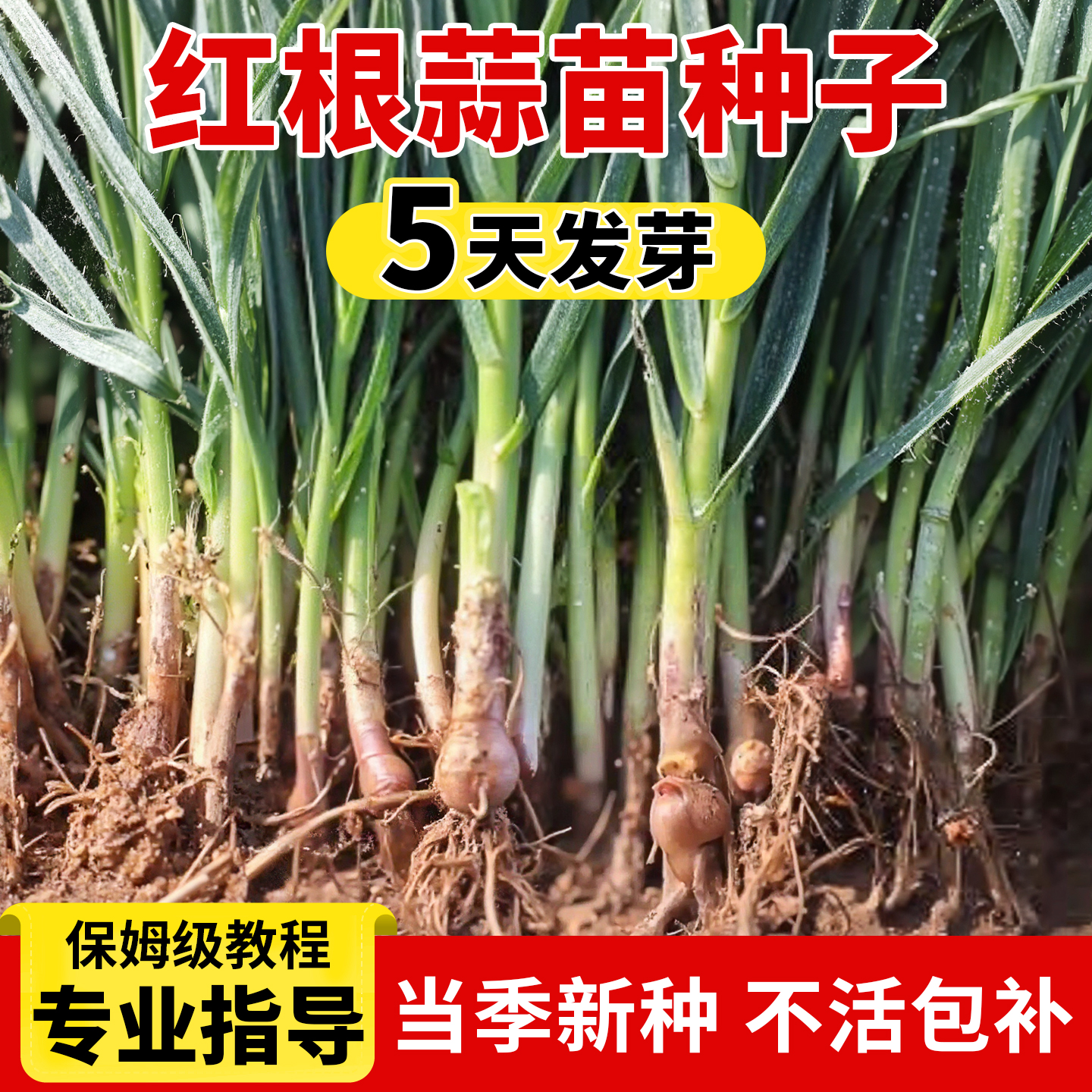 红皮红根蒜苗种子香葱种子