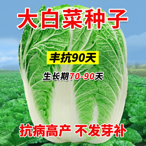 正宗耐寒丰抗90天白菜种子