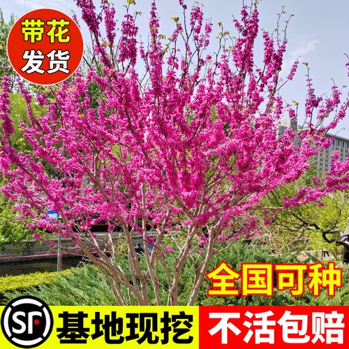 真紫荆花树苗庭院风景树包成活