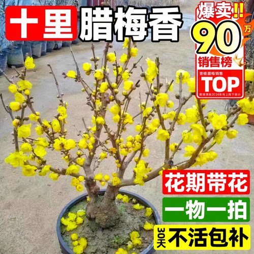 腊梅盆栽耐寒花卉浓香型老桩梅花