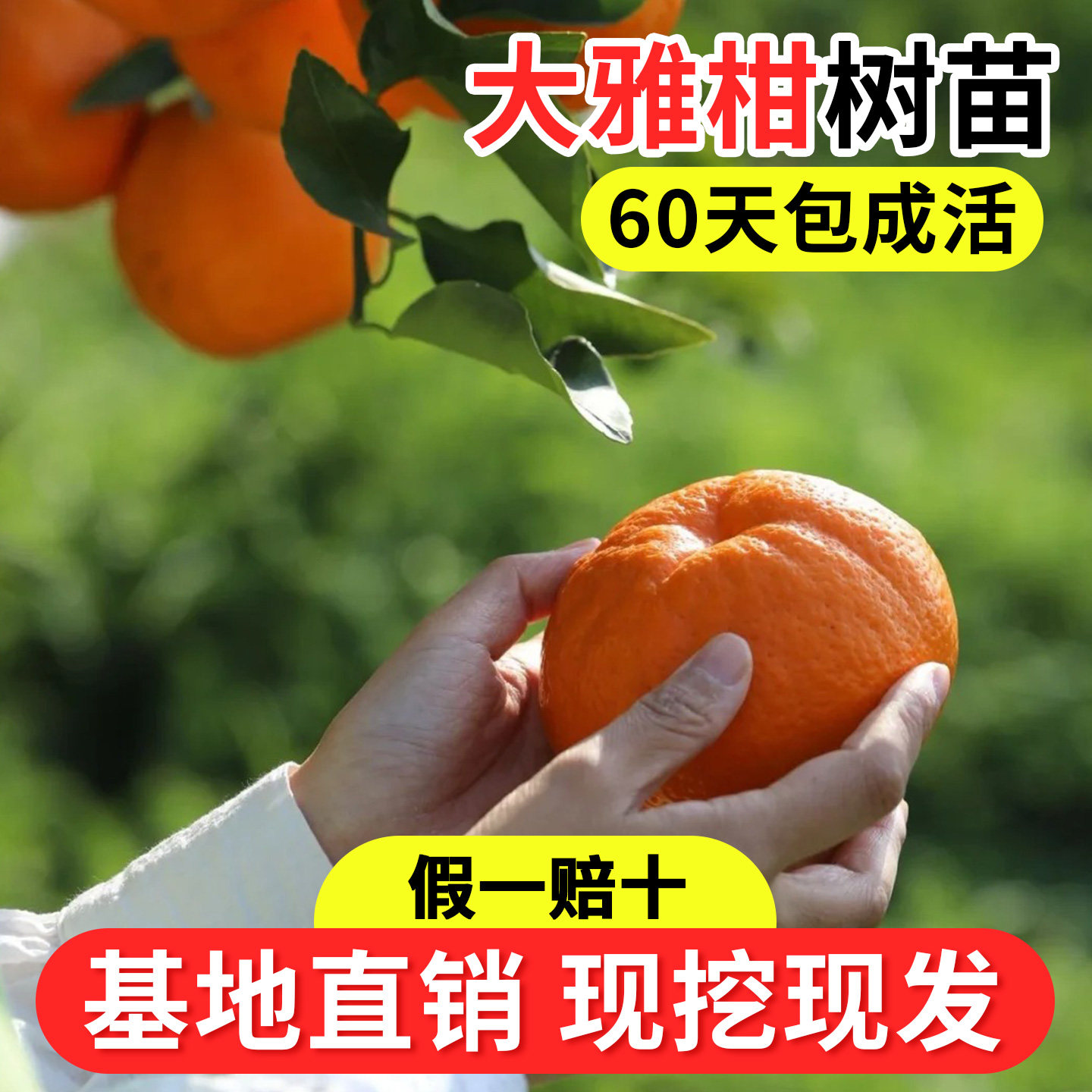 大雅柑树苗橘子大树庭院地栽果树苗阳台盆栽嫁接桔子果苗当年结果