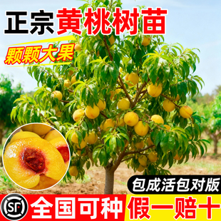 黄桃树果苗正宗锦绣黄桃树苗水蜜桃地栽庭院南方北方种植当年结果
