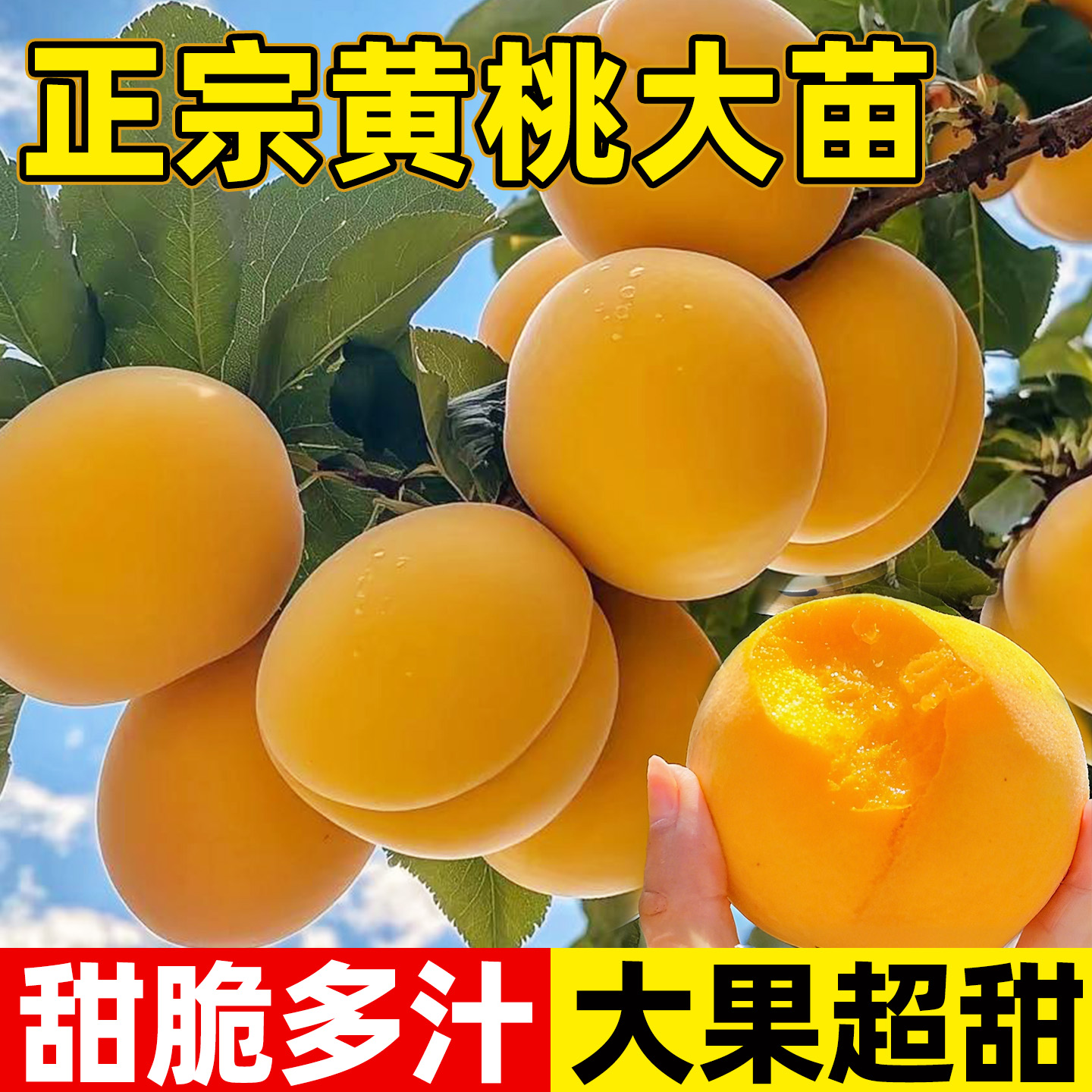 黄桃树苗嫁接苗盆栽南北方种植