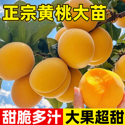 黄桃树苗嫁接苗盆栽南北方种植