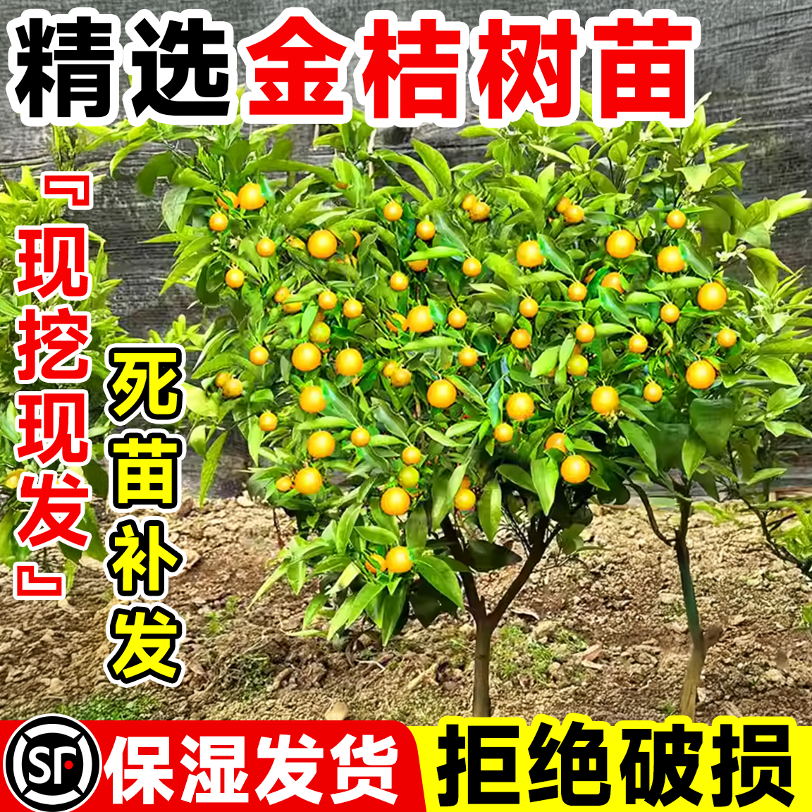 金桔树树苗盆栽可食用室内果树