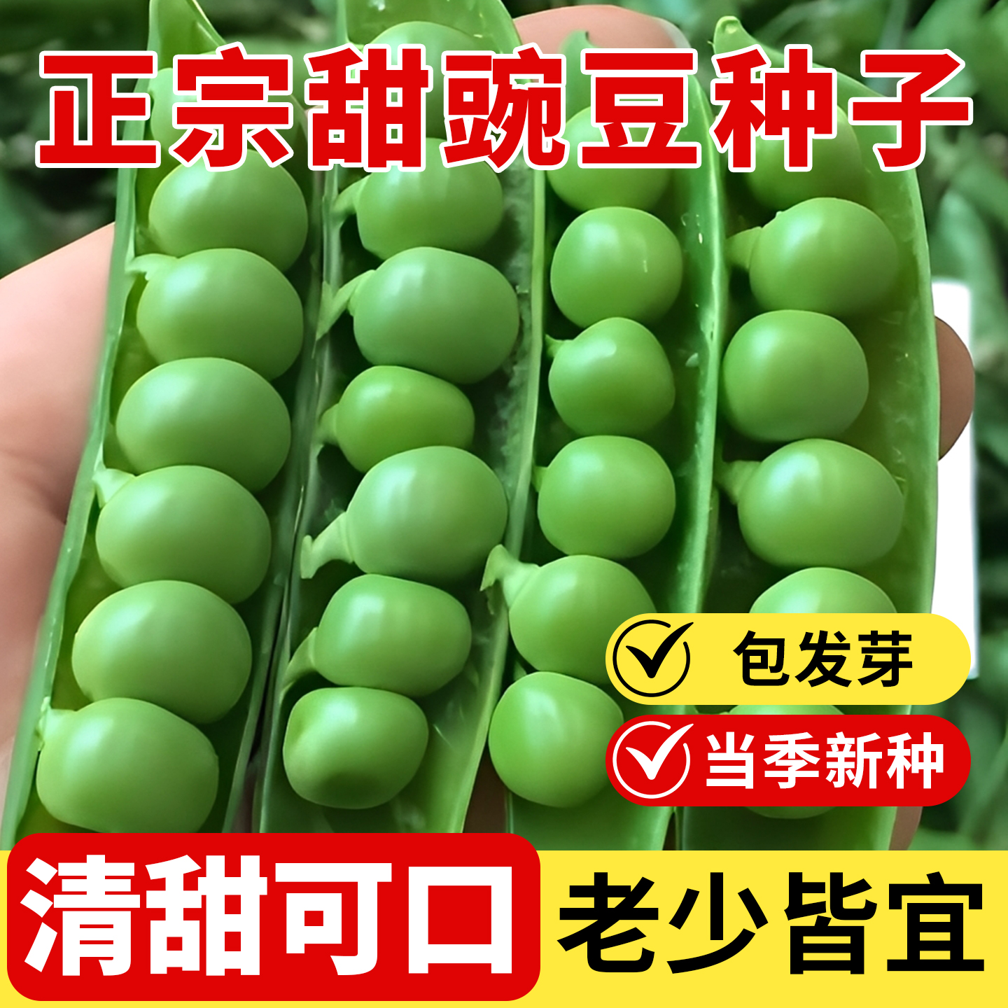 清甜可口豌豆种子高产耐寒