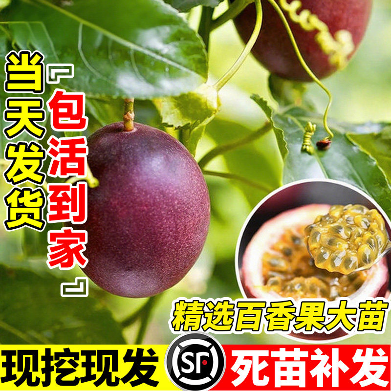 紫香百香果嫁接大苗台农当年结果图片