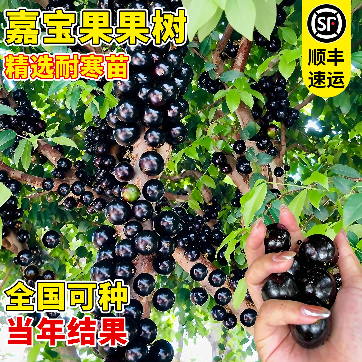 壹植当年结果嘉宝果南北可种图片