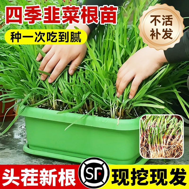 韭菜根苗紫根四季带土现挖宽细叶韭菜根批发盆栽室内阳台蔬菜秧苗,鲜花速递/花卉仿真/绿植园艺,家庭园艺种子,淘宝优惠券,粉丝福利购,淘宝优惠卷