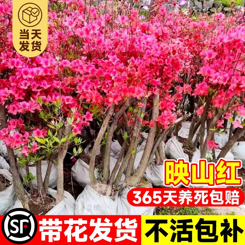 映山红老桩树苗盆栽耐寒当年开花杜鹃花南北方庭院四季盆景带花苞 - 实物图