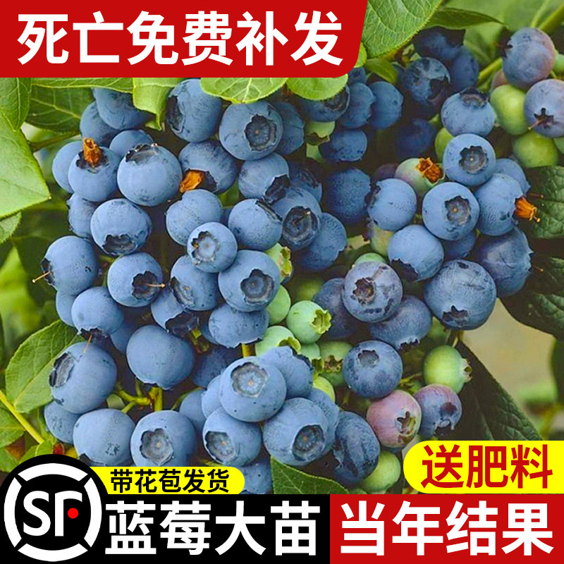 蓝莓树果苗盆栽带花苞南北方庭院种植天后奥尼尔薄雾蓝莓四季结果,鲜花速递/花卉仿真/绿植园艺,果树,淘宝优惠券,粉丝福利购,淘宝优惠卷