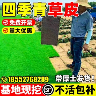 四季青草皮真草坪带泥土别墅花园绿化果岭草台湾草马尼拉草皮带土