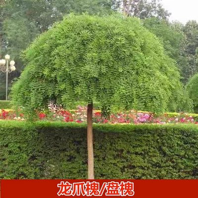 龙爪槐树苗盆栽国槐黄金槐洋槐庭院耐寒观赏植物地栽南北方种植