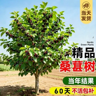 桑葚树苗盆栽白长果桑椹叶蓝莓树南北方四季树莓苗水果树果苗大全