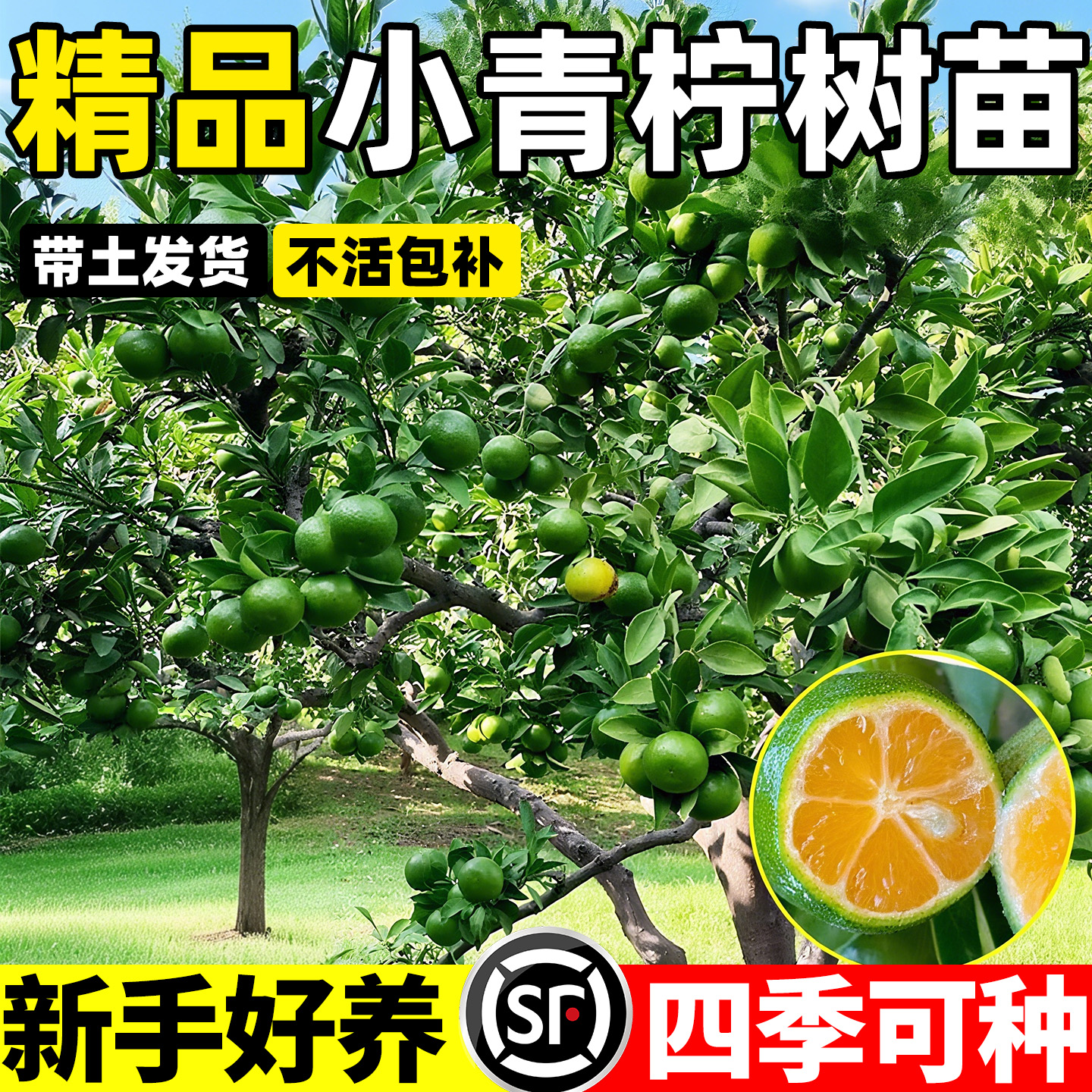 海南小青柠树苗四季可种新手好养