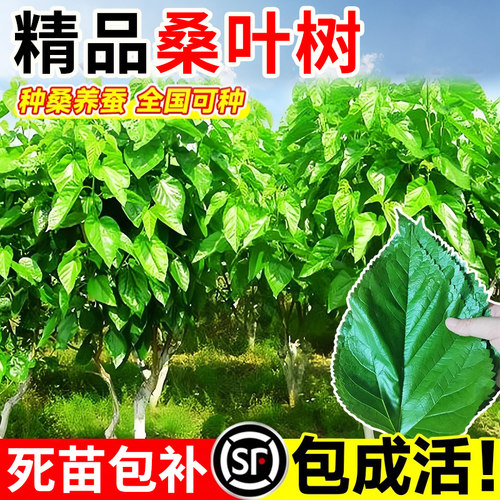 壹植桑树苗大叶桑树苗