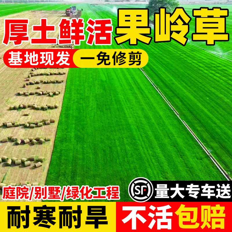 果岭草皮带泥土别墅花园绿化植物图片