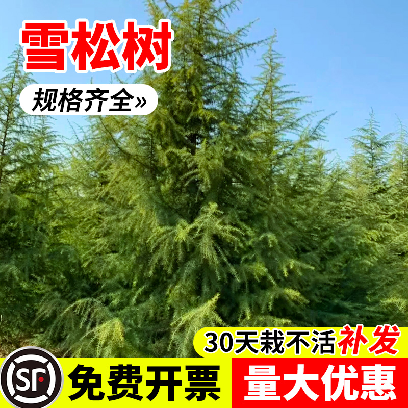 雪松树苗四季常青耐寒耐冻风景树