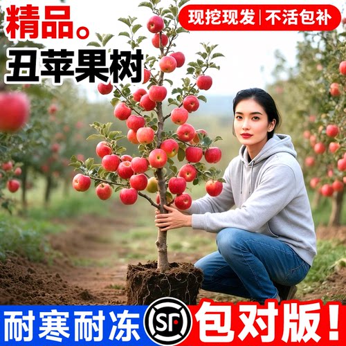 丑苹果果苗嫁接南北方种植冰糖心