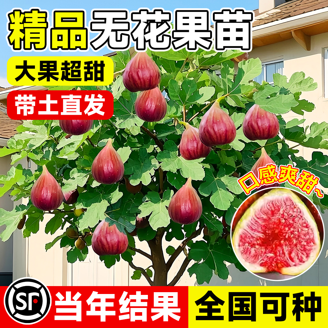 无花果树果苗正宗特大果不活补发