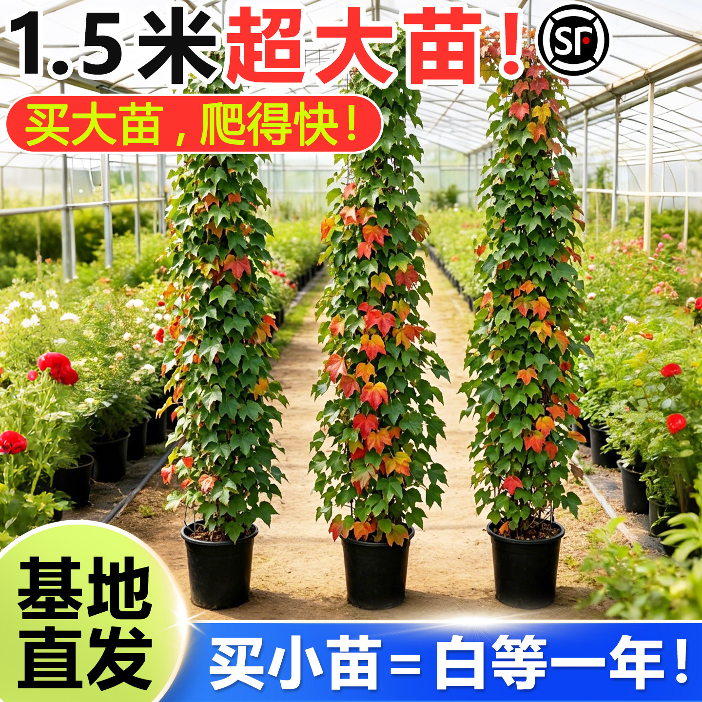 爬山虎爬藤植物四季常青不落叶树苗庭院爬藤苗爬墙虎绿植物种子籽