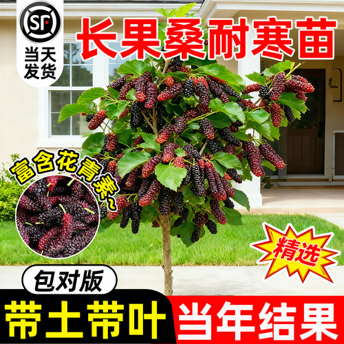 壹植耐寒耐旱长果桑椹苗