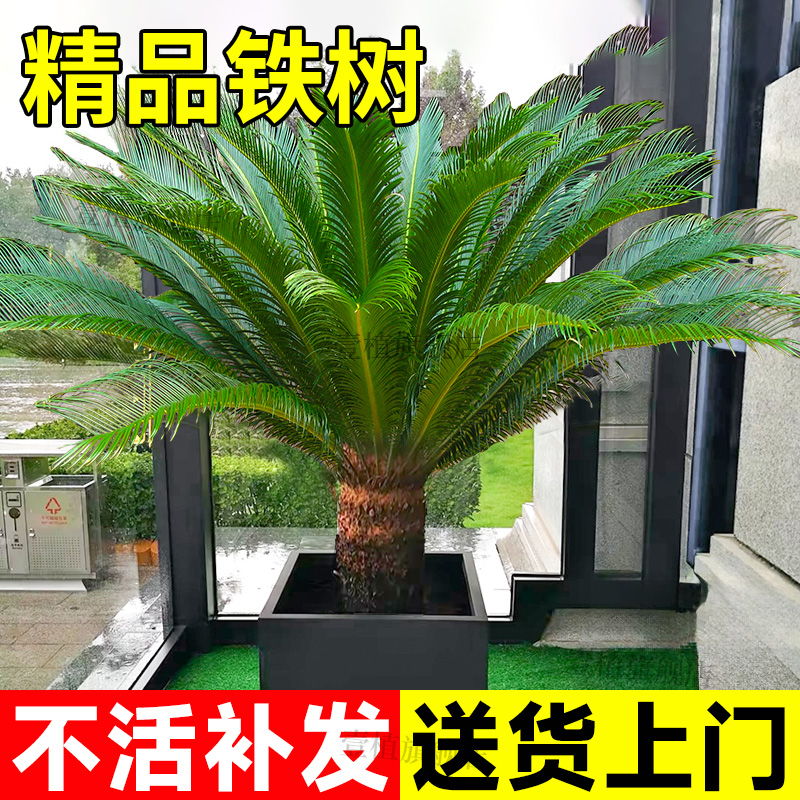 落地绿植盆景客厅好养老桩树苗